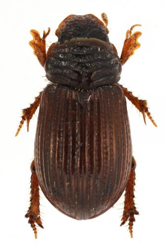 Réf. 238 257 : Psammodius pierottii